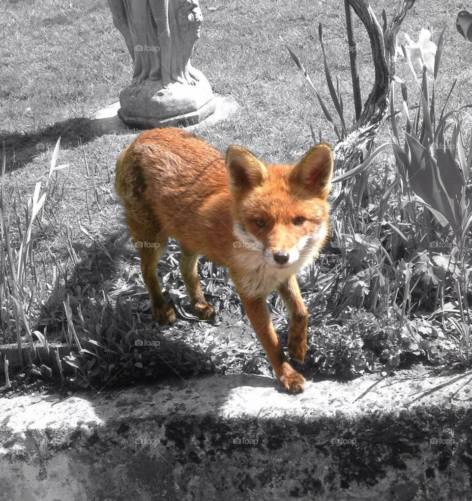 Country Fox
