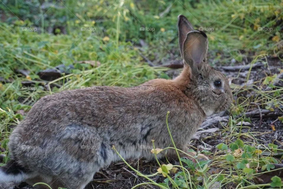 Rabbit#animal#nature#cute