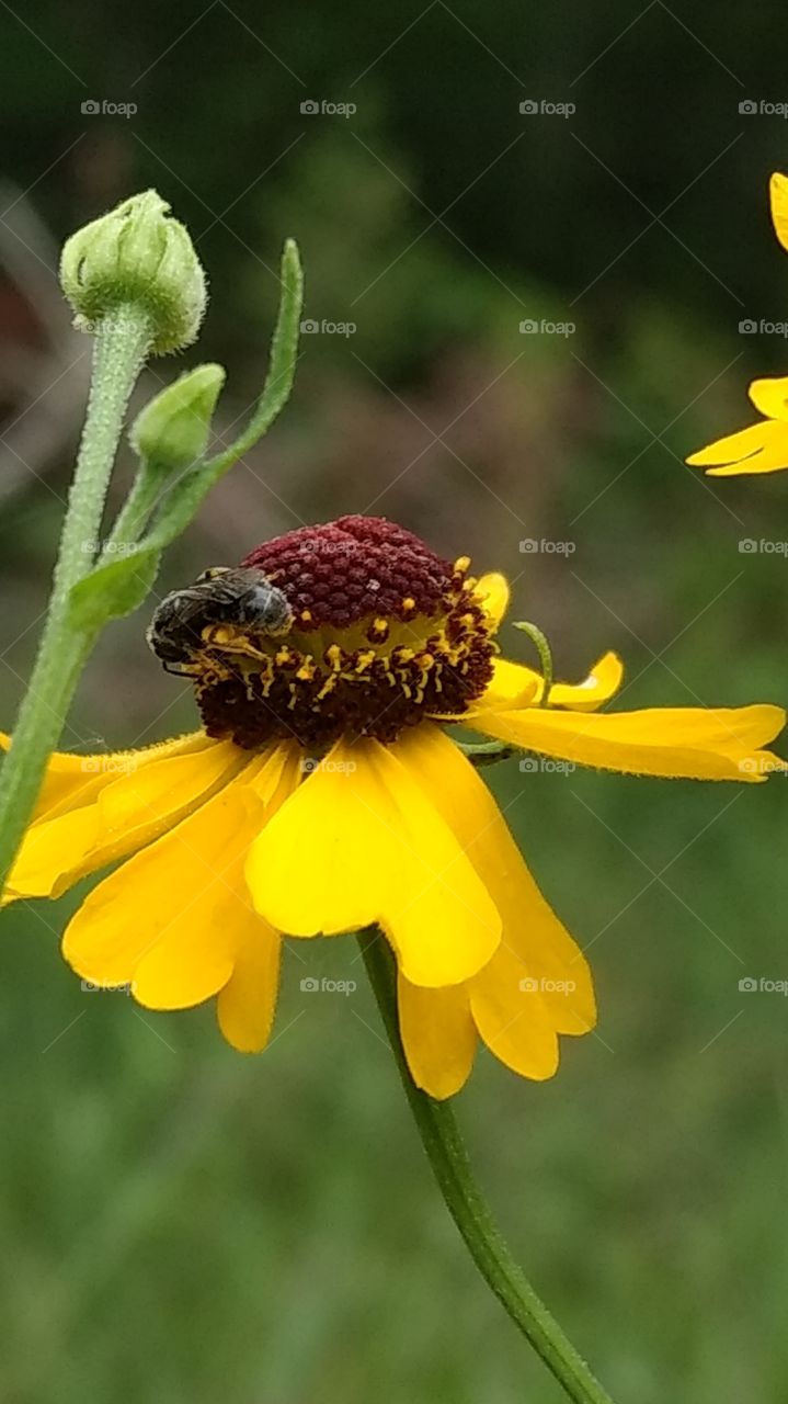 bee- beautiful macro shots