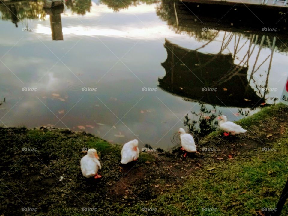 A lake side duck family enjoyment moment