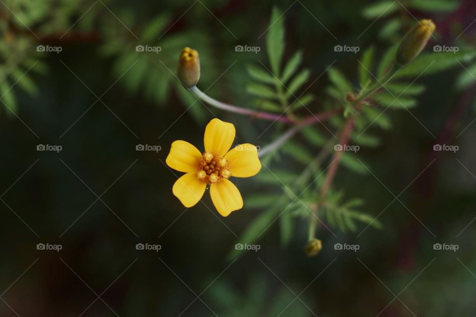 Small and simple yellow flower.