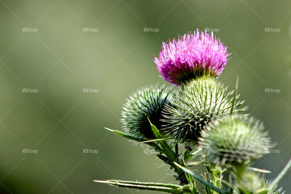 Thistles.