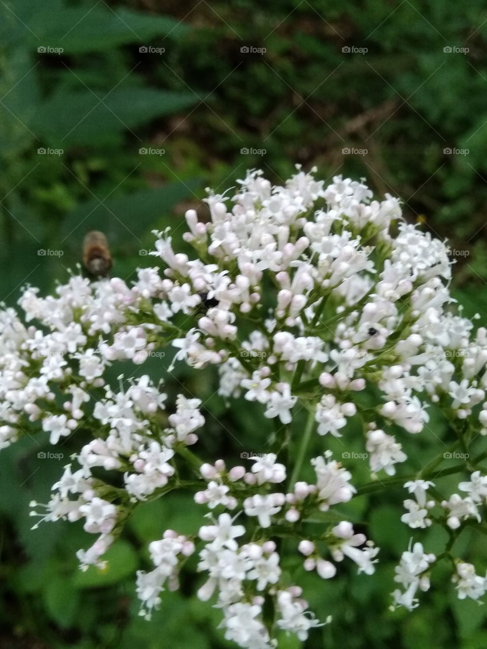 Bad Wildbad Schwarzwald
