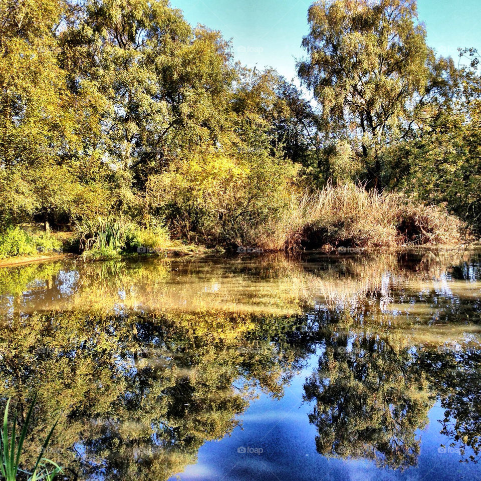 sky tree lake reflection by craigyman