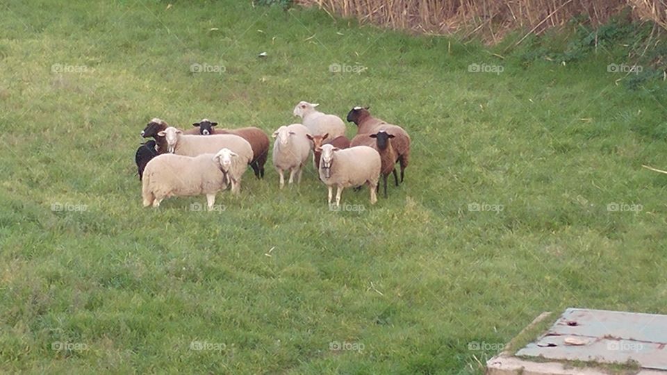Contando ovejas