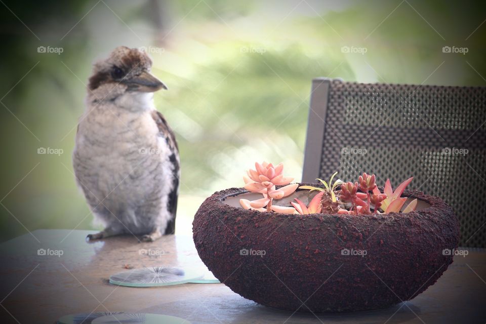 Local kookaburra enjoying my arrangement of succulents too