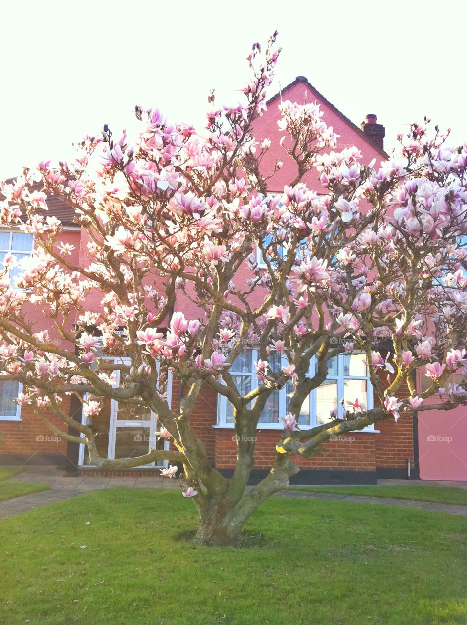 Pink magnolia flowers tree in spring season 