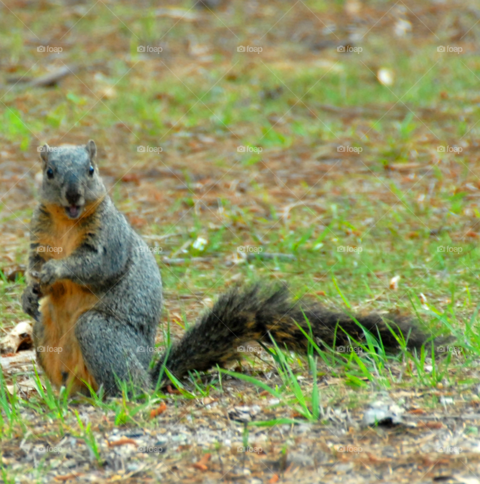 face grey smile animal by lightanddrawing