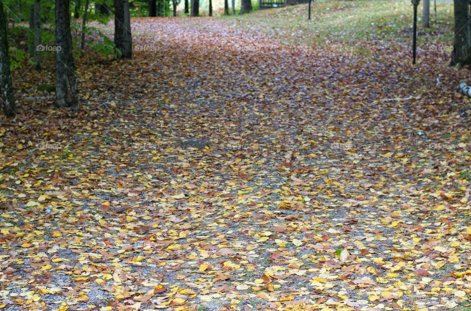 fall days . driveway covered with fall leaves. 