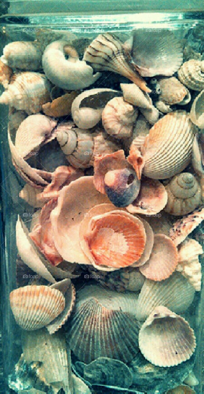 sea shells