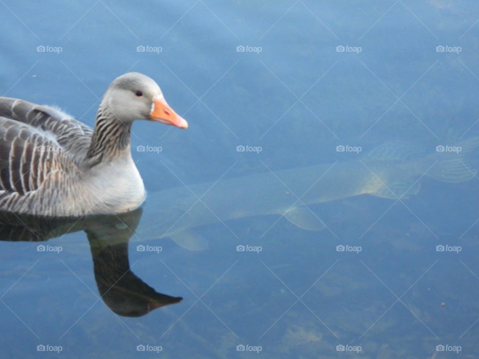 A goose and a pike