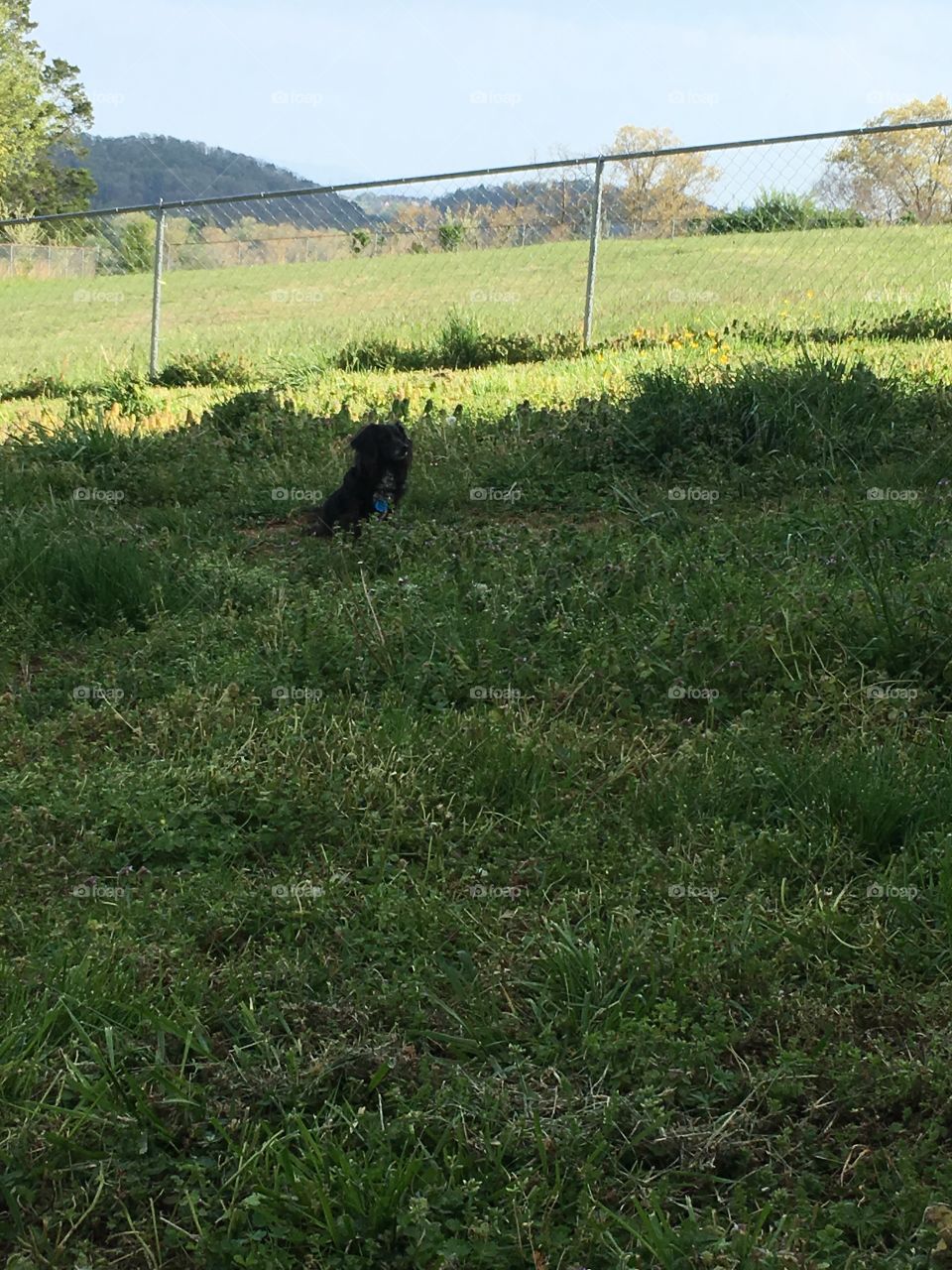 Puppy enjoying the spring weather!