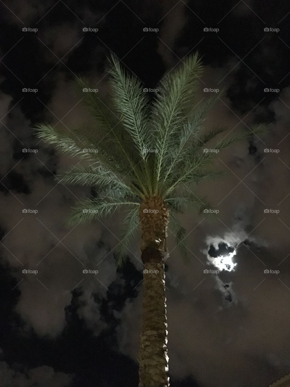 A palm tree during the even hours 