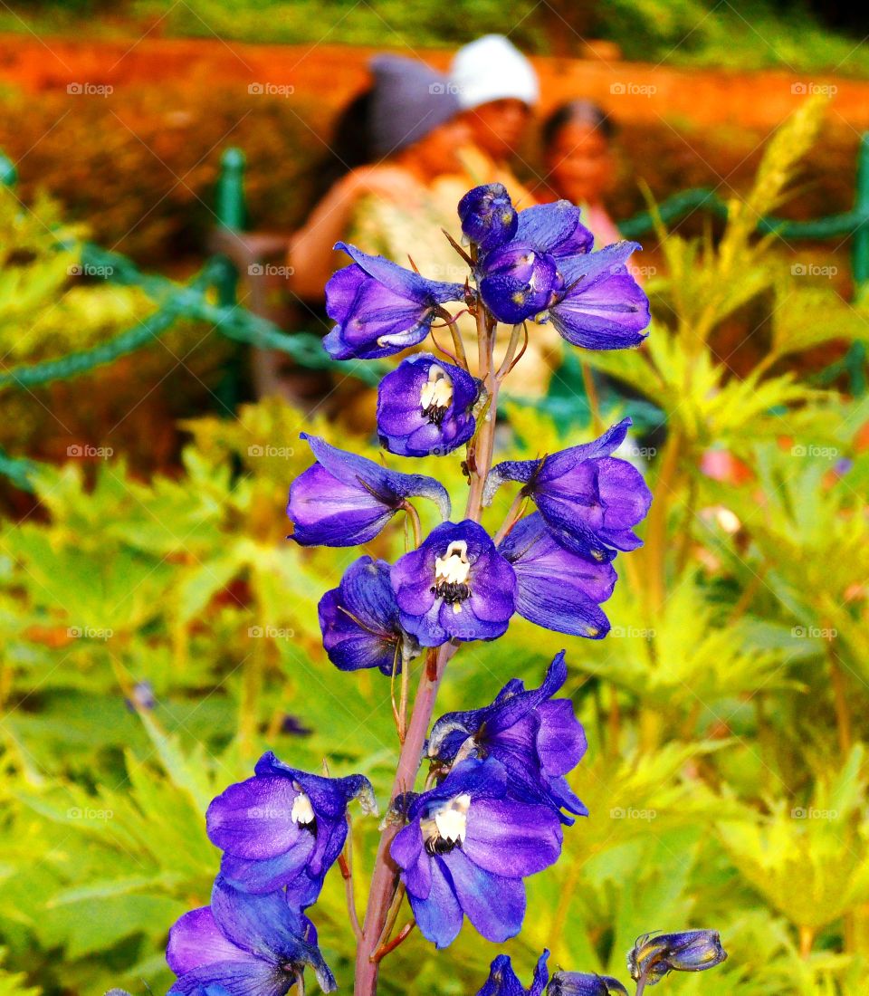 Floral photography - Candle larkspur