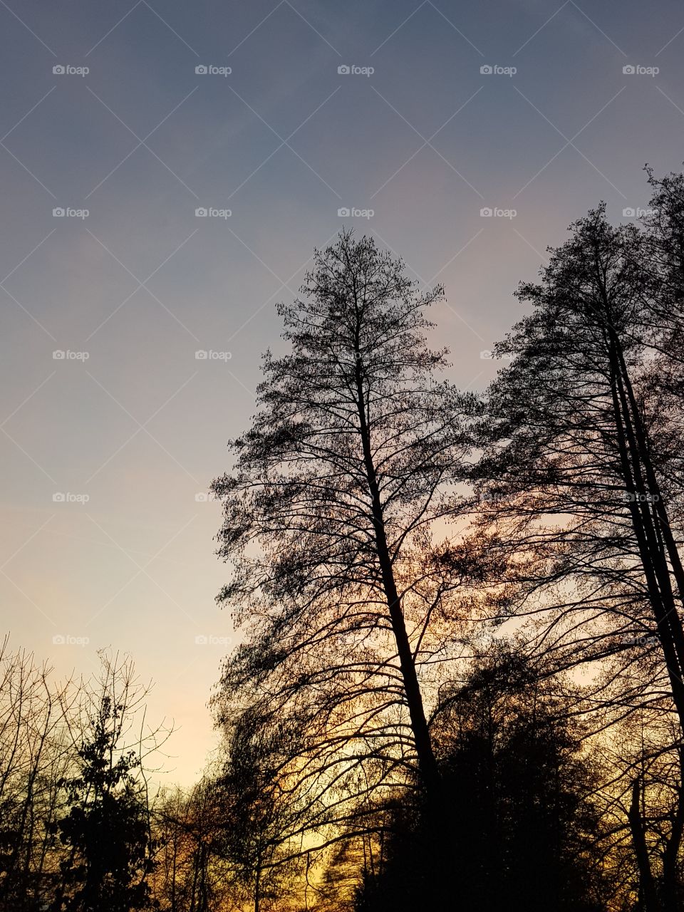 Large trees in sundown