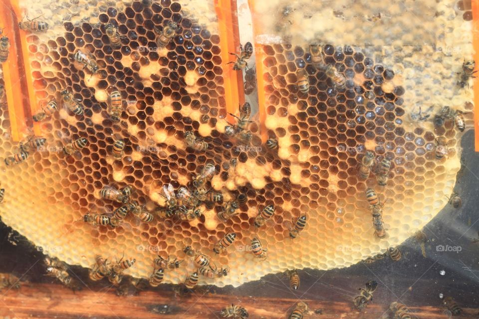 Bees and honeycomb 