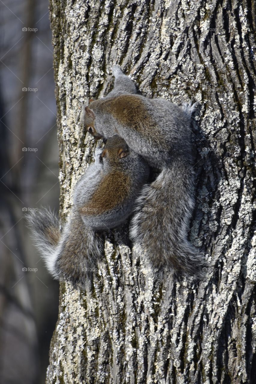 Two Squirrels 