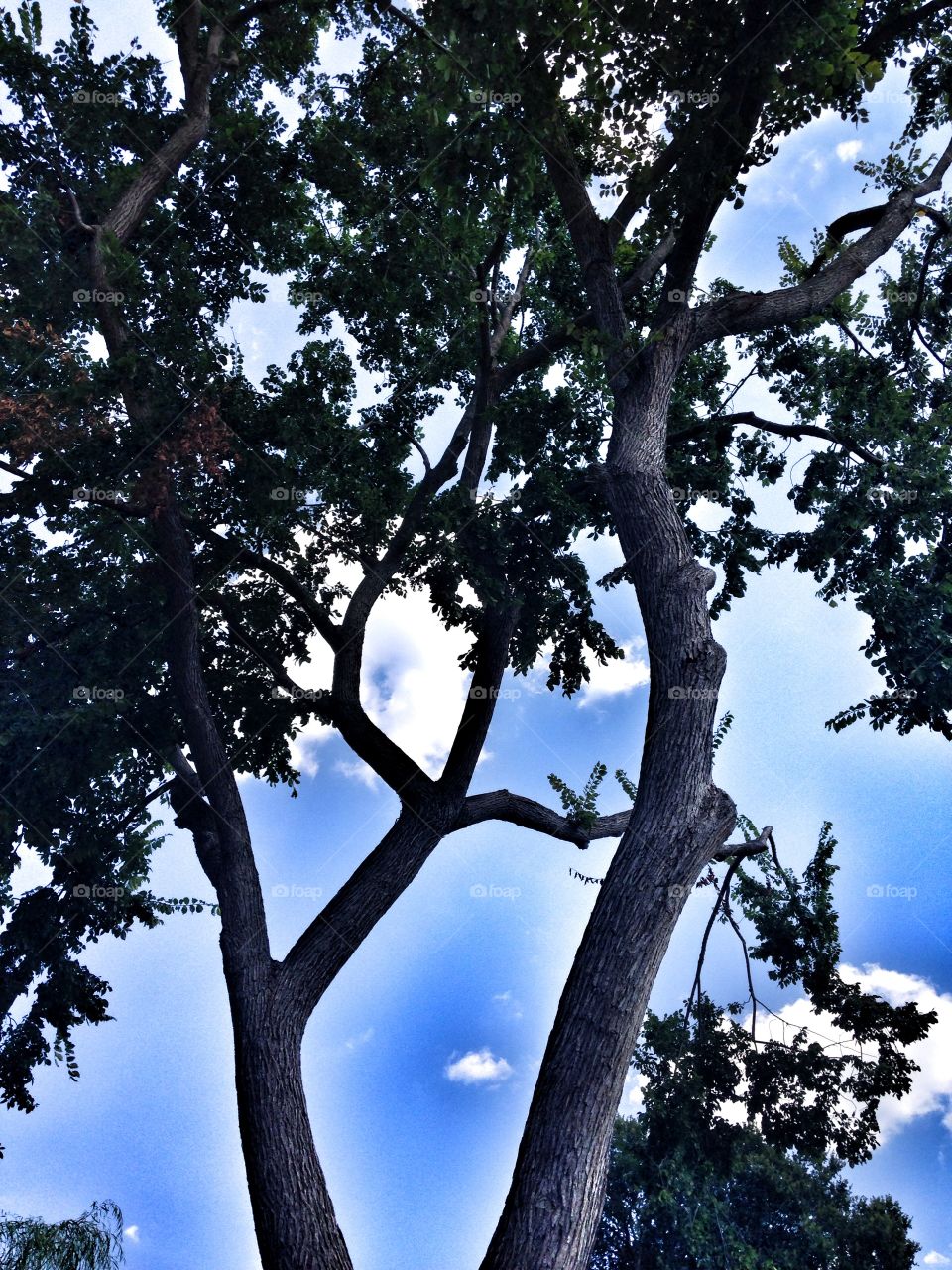 Through the trees. View through the branches of a tree