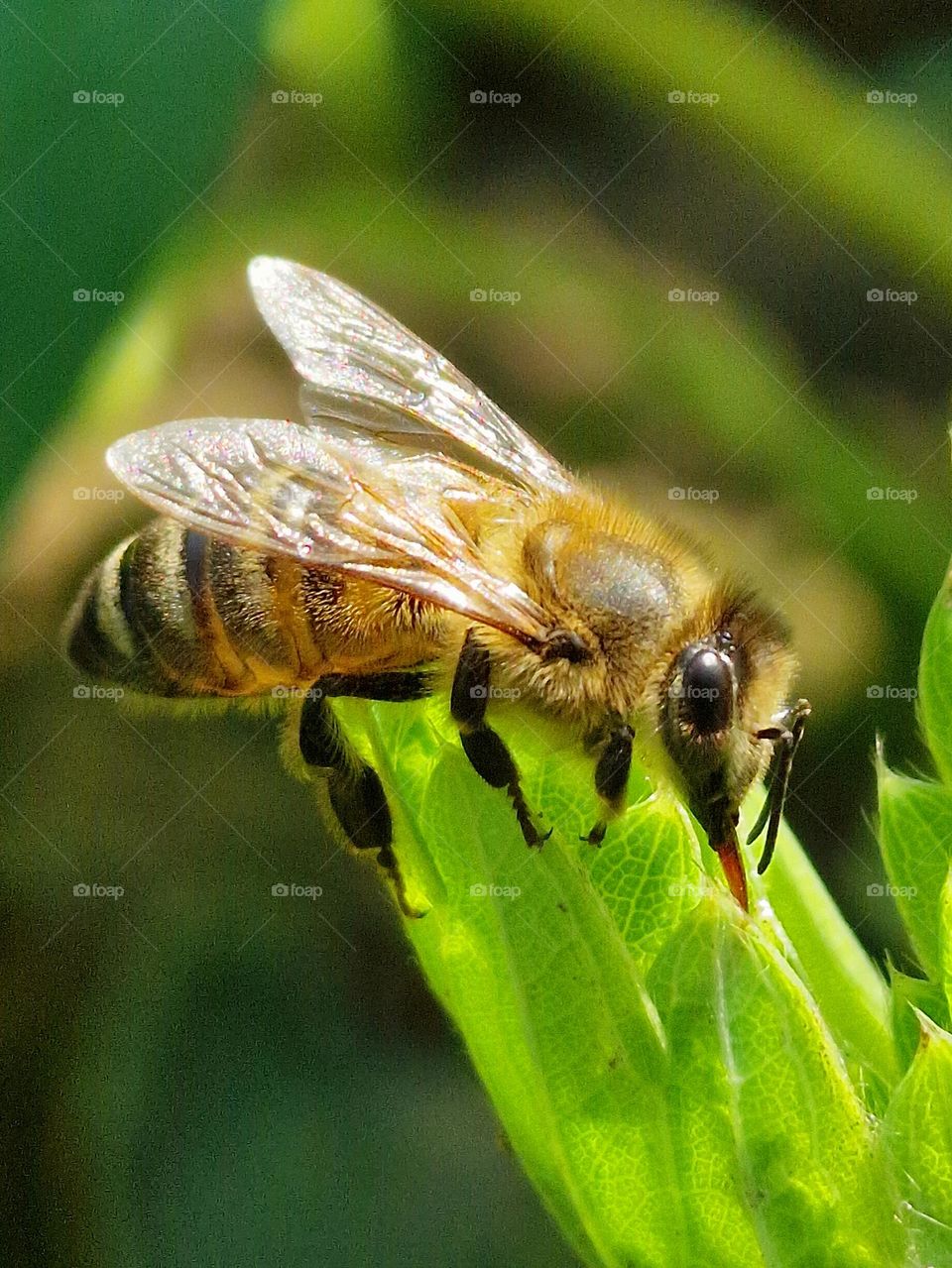 bee on leaf