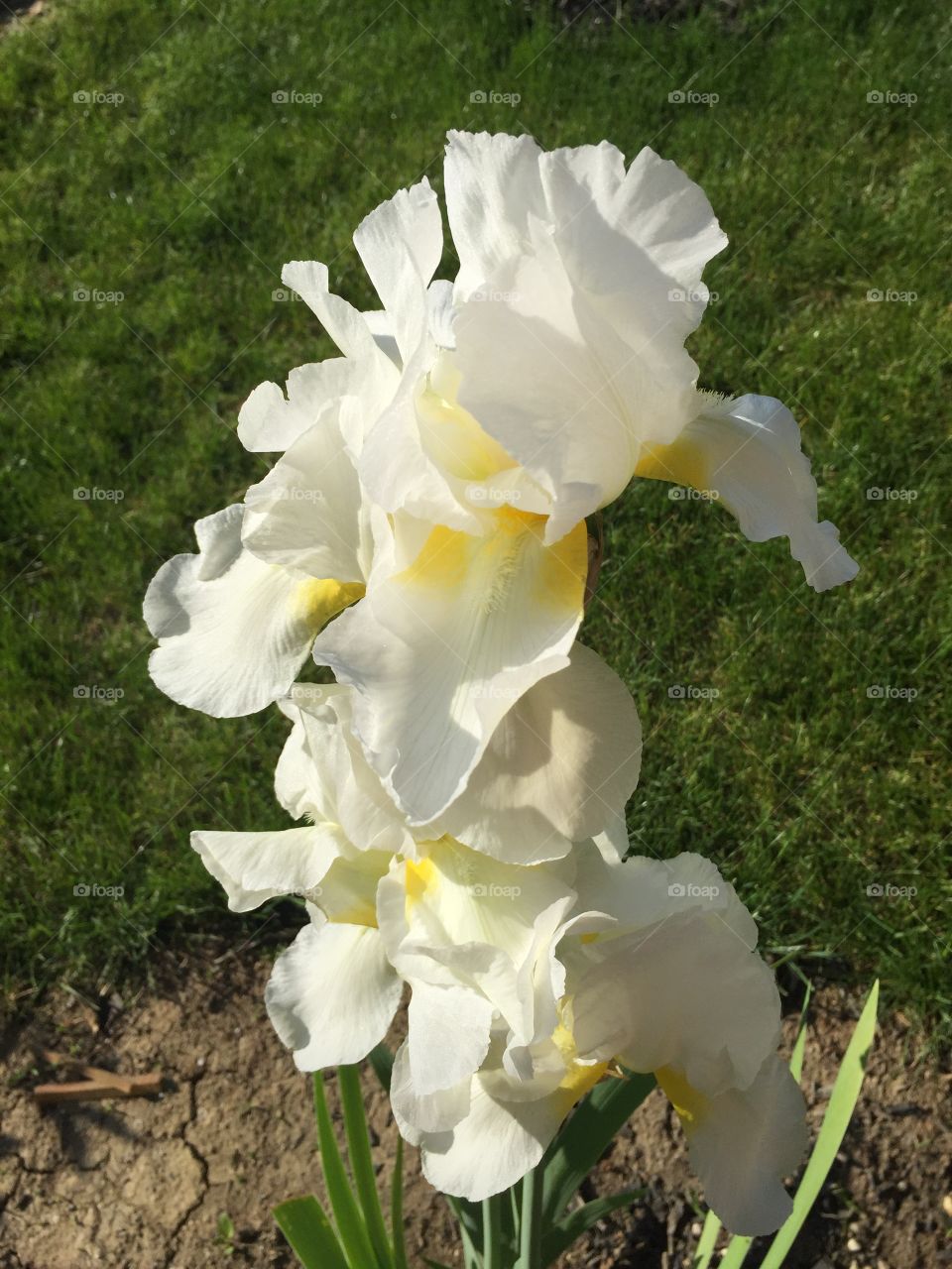 White Gladiola