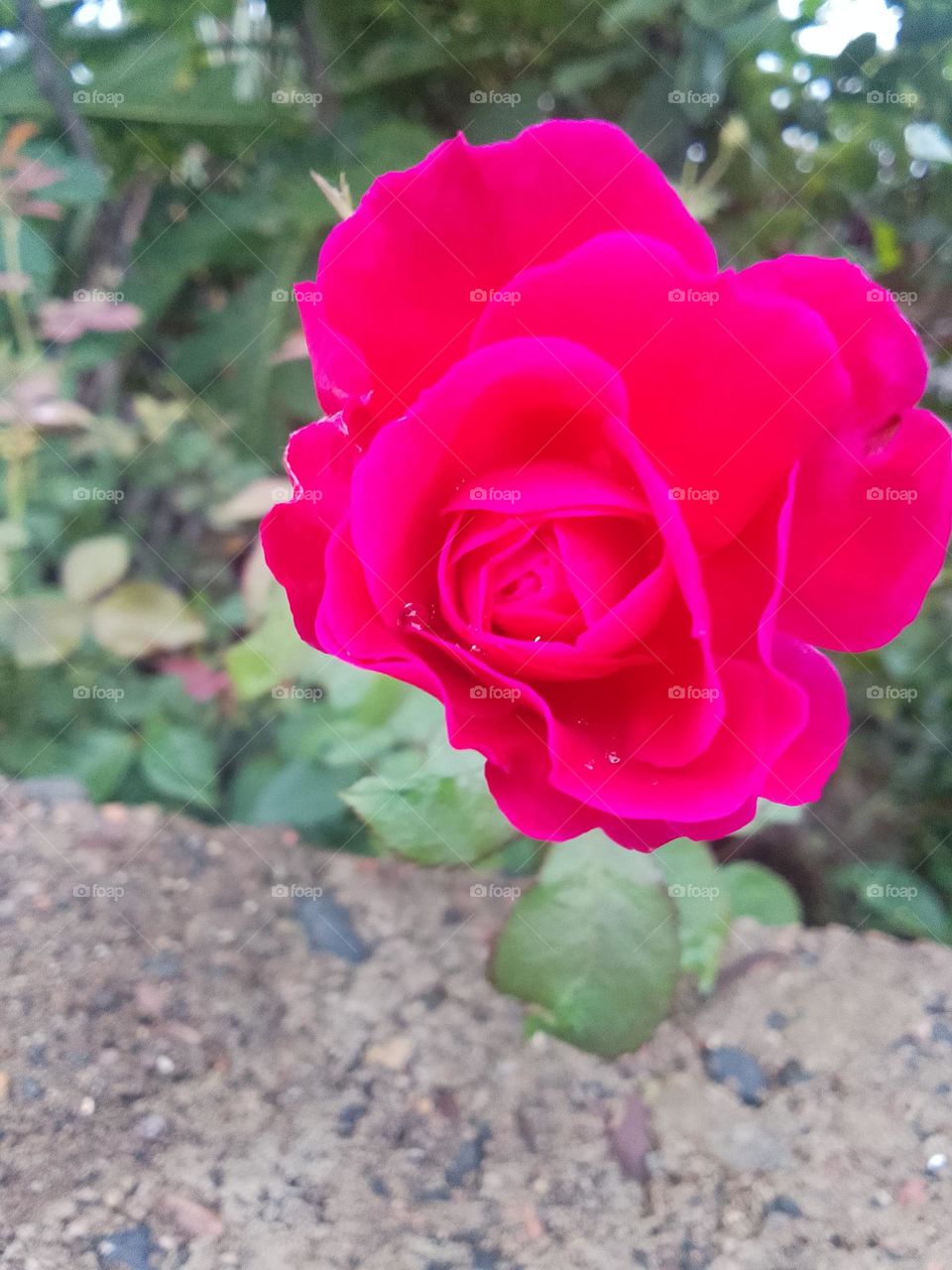 pink rose