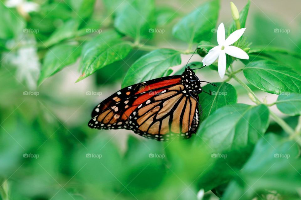 butterfly