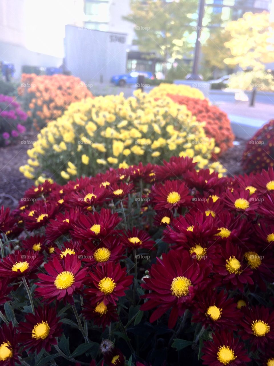 Colourful flowers  