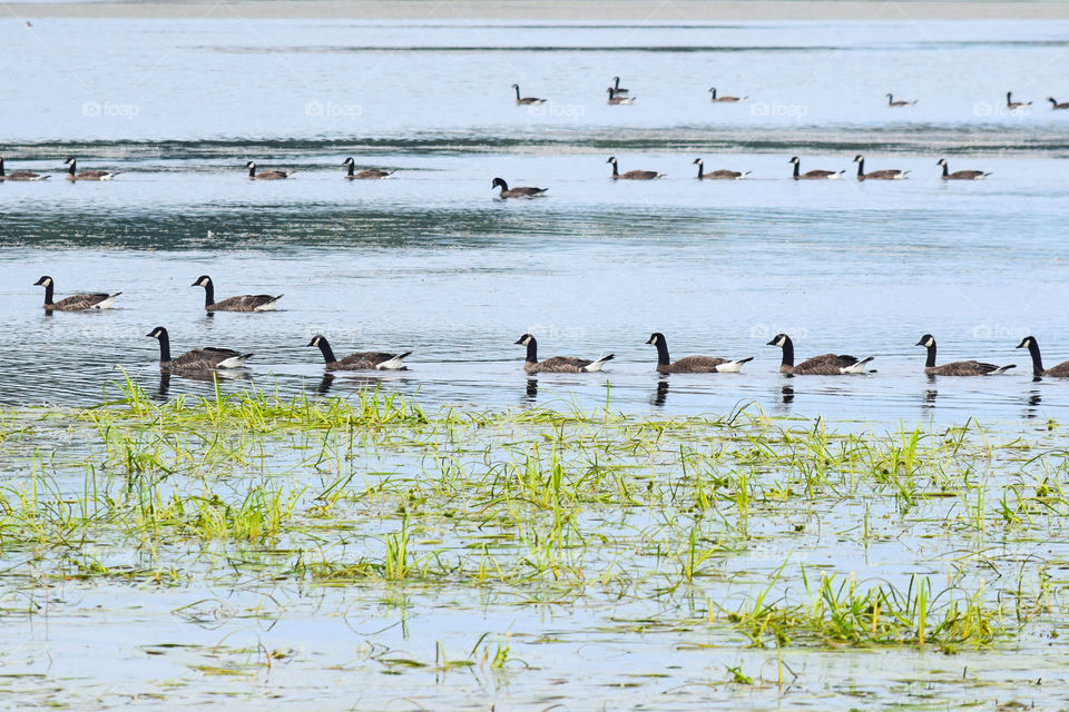 Geese migration