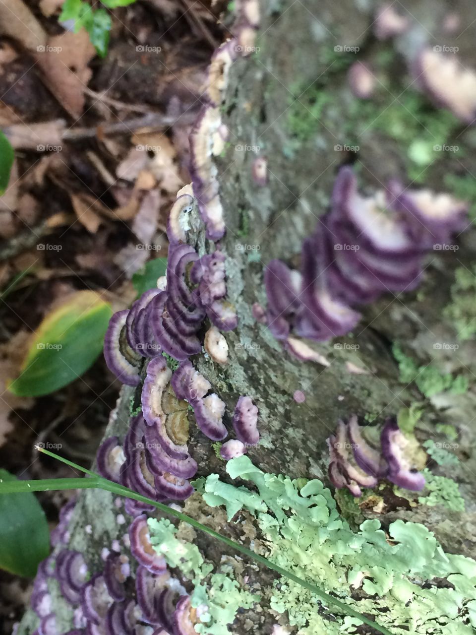 Purple polypore 