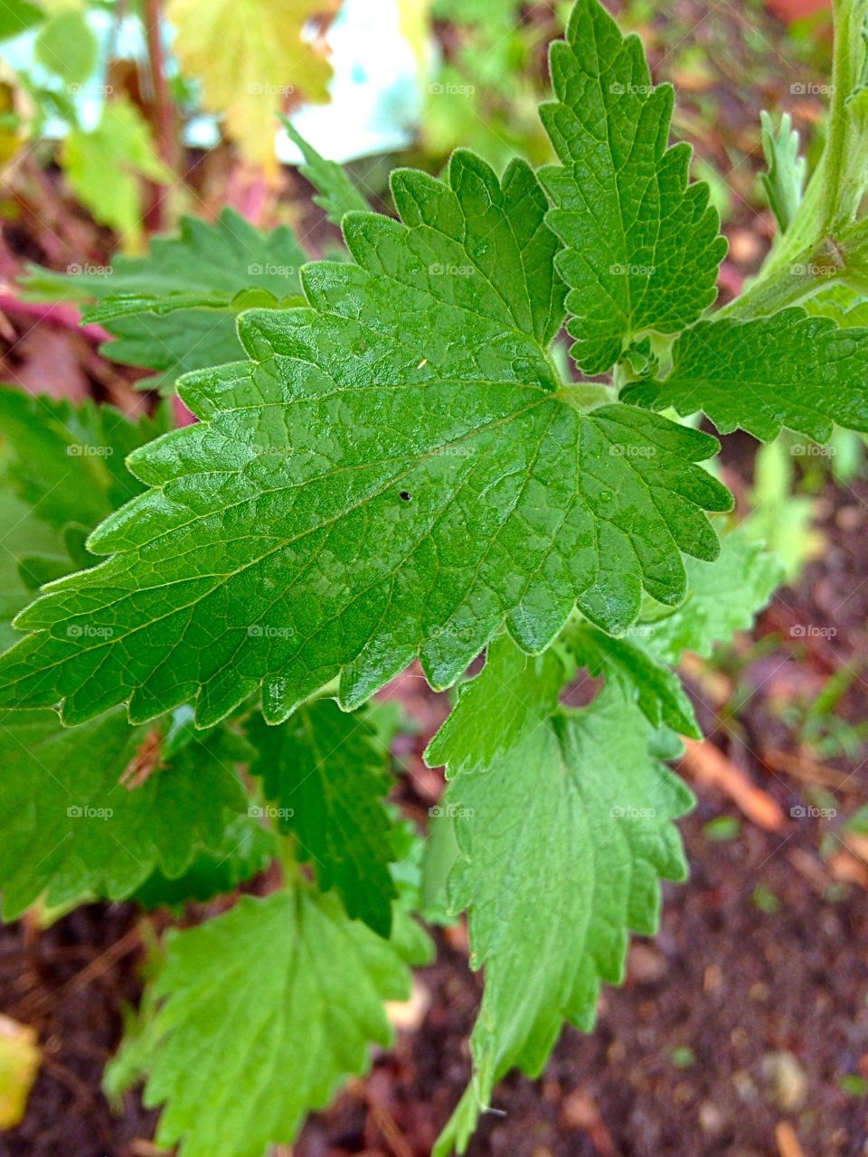 Catnip. Catnip growing near our deck