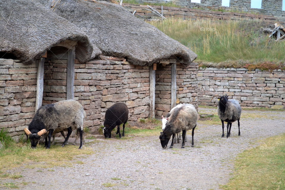 Farm, Agriculture, Mammal, Livestock, Sheep