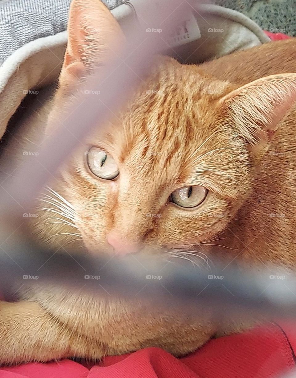 Tabby Cat Chilking in a kennel Closeup