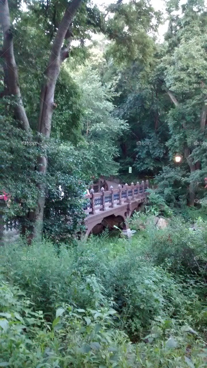 Bridge in Central Park. in Central Park