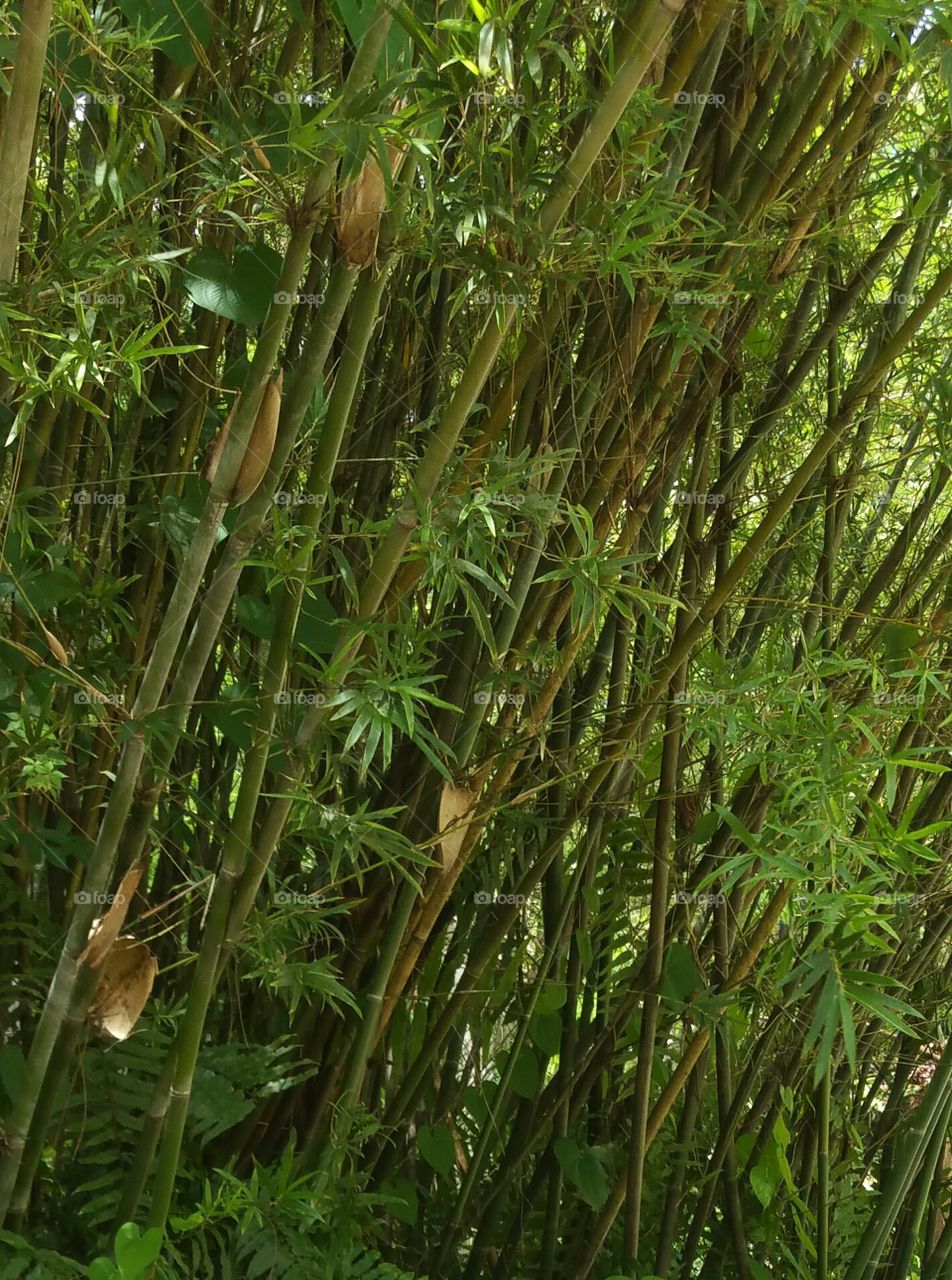 Bamboo