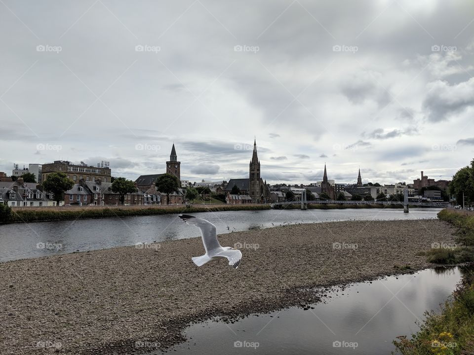 Seagull in Inverness