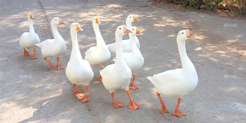 Ducks group moves together
