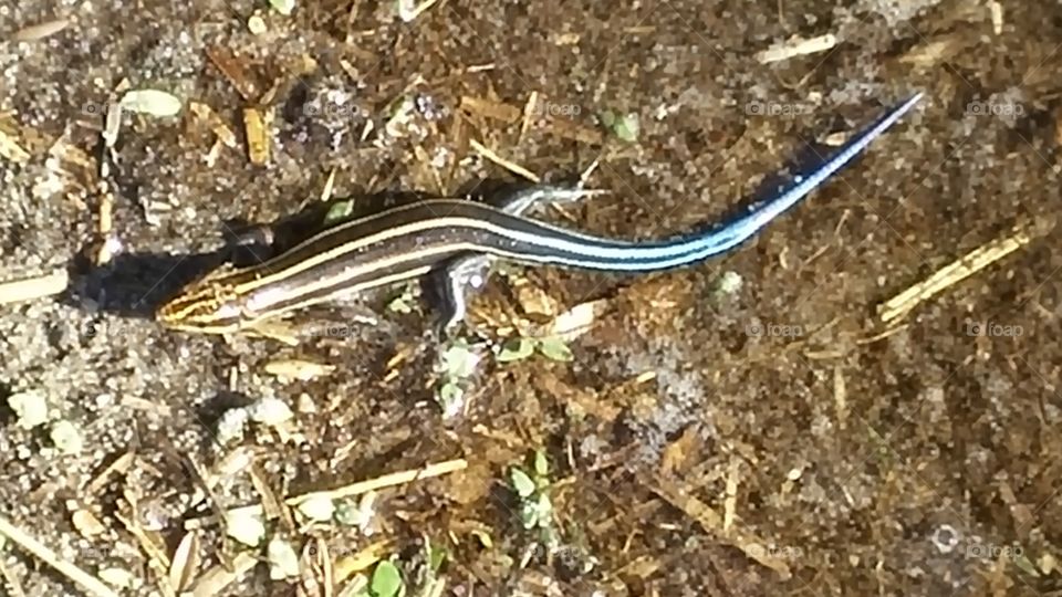 Blue tailed lizard