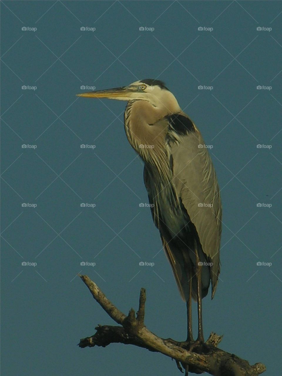 great blue heron