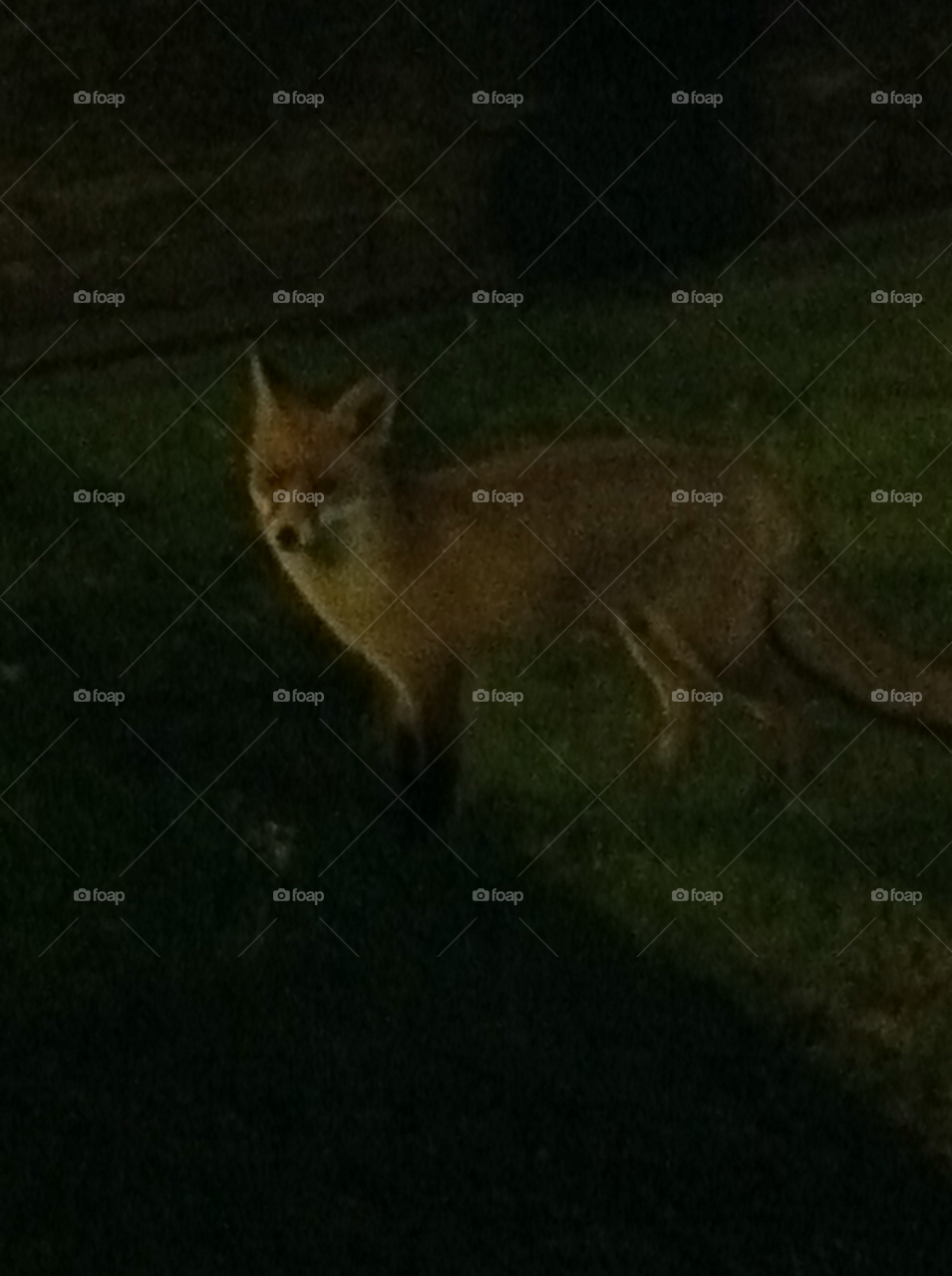 london fox dark night by barreto