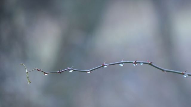 Raindrops on branch