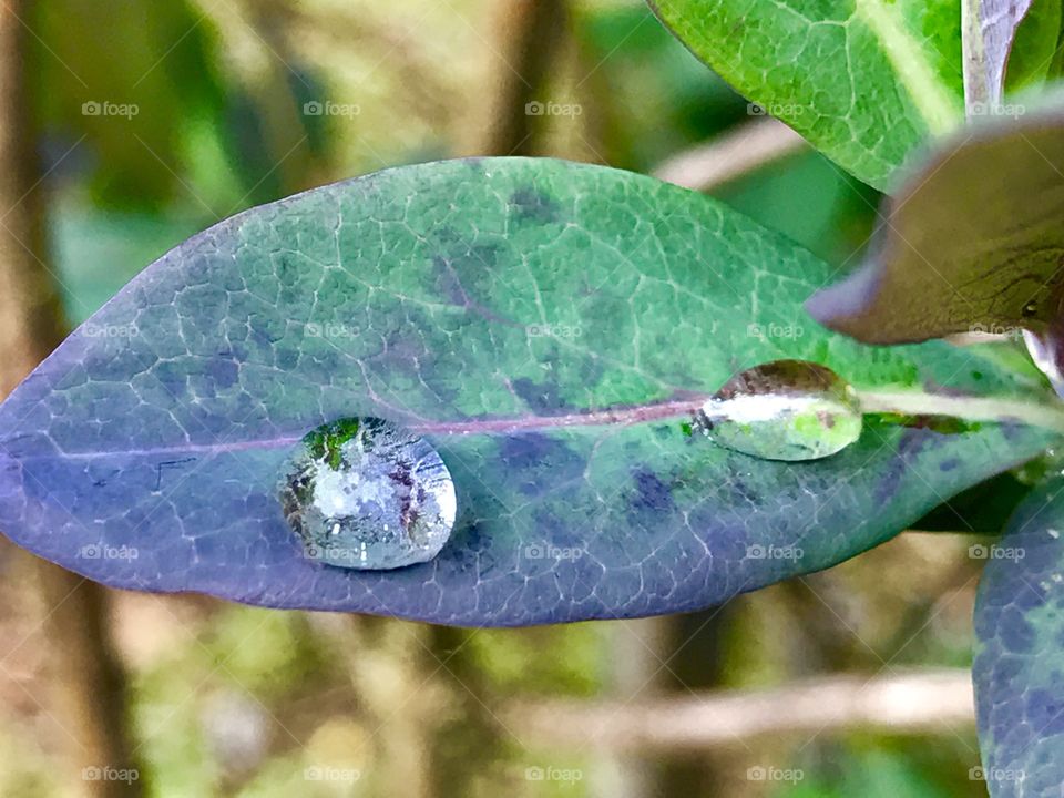 Drop of rain on a leave