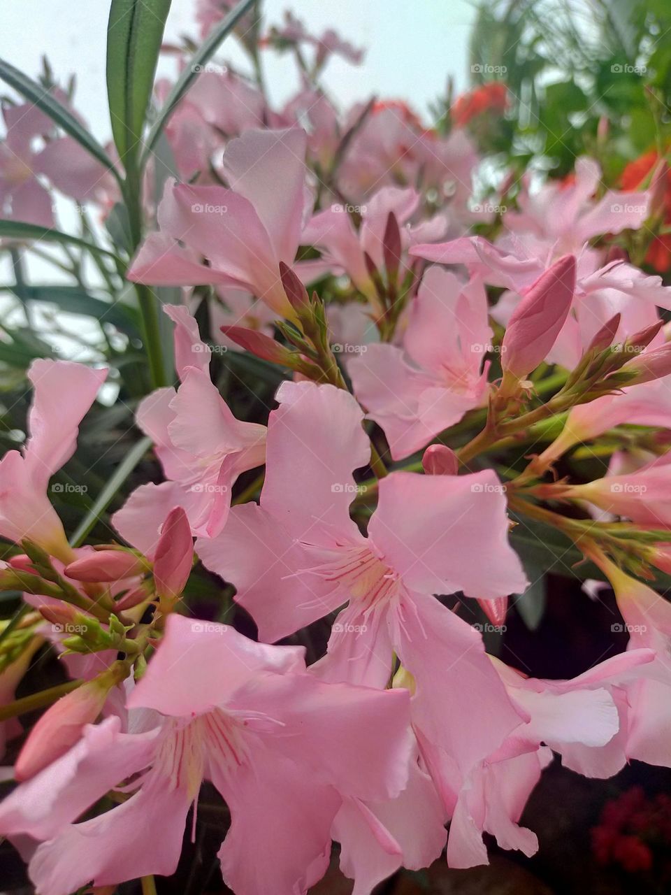 Nerium oleander