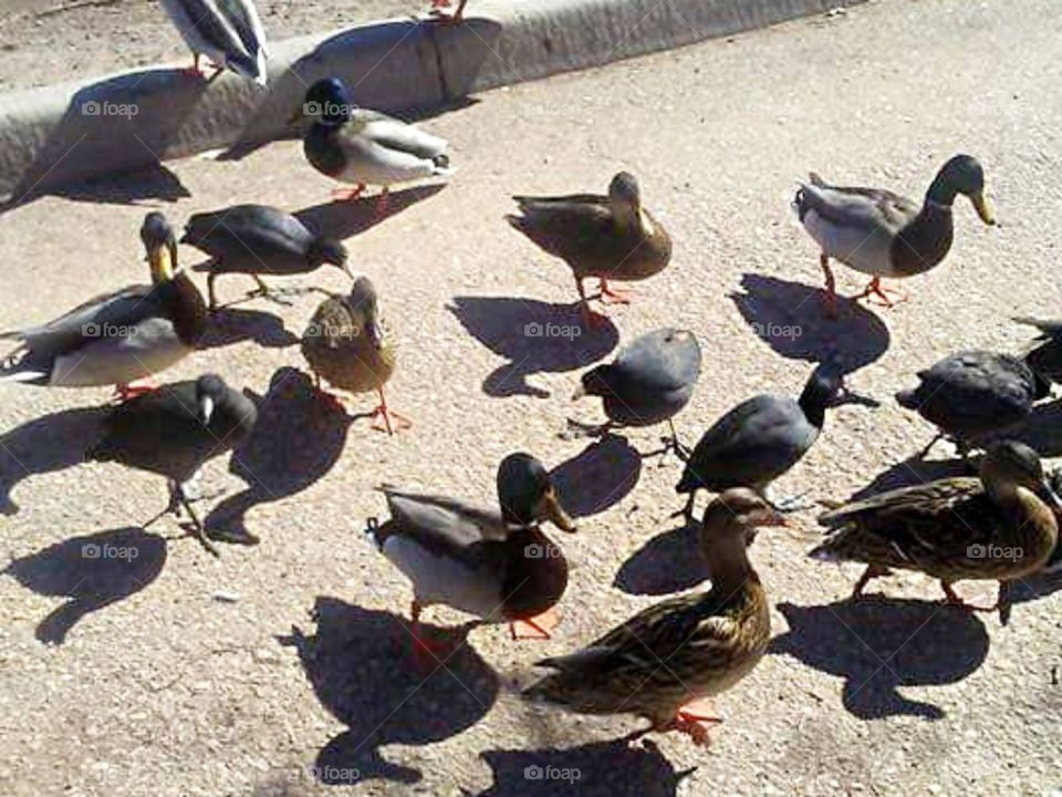 Flock of ducks