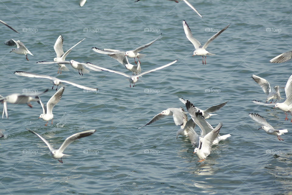Birds of Bahrain chilling together