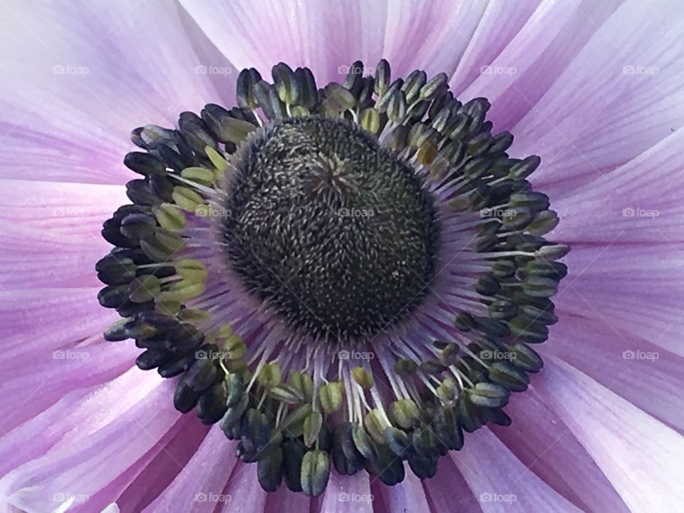 Black and purple flower 