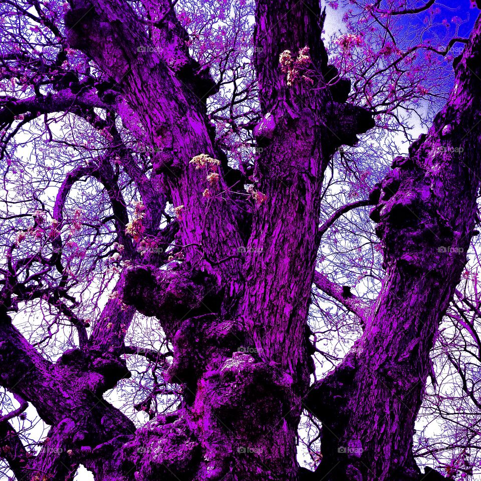 purple tree