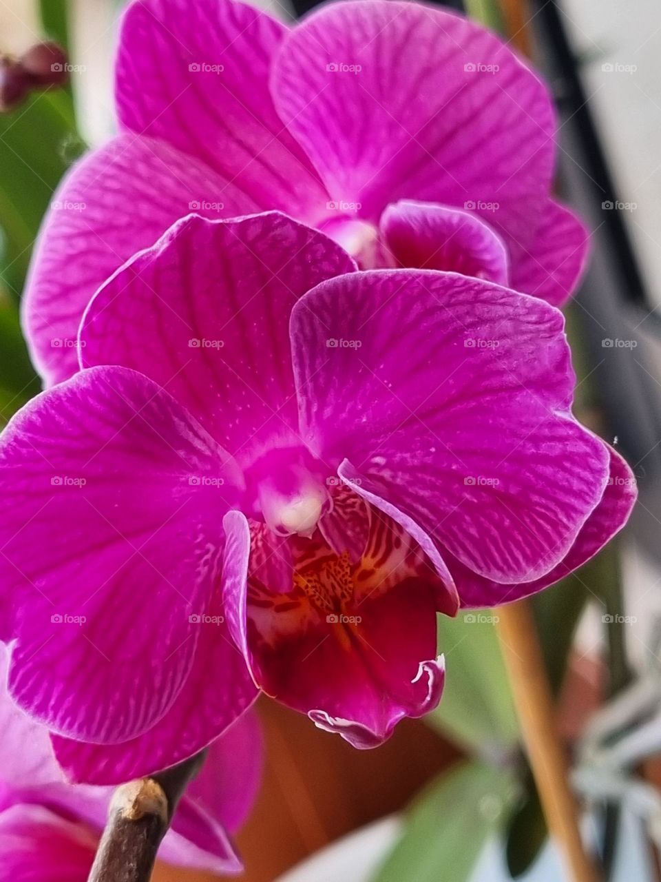 orchidea