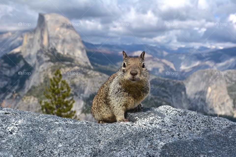 Squirrel sitting on rock