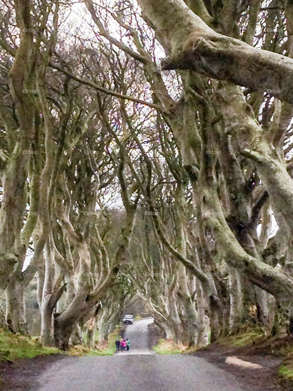 The Dark Hedges Northern Ireland- Game of Thrones fame