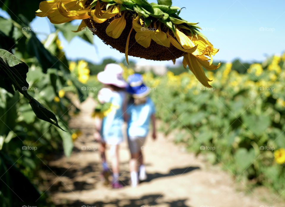 Sunflowers and sisters during summertime. Dorothea Dix Park in Raleigh North Carolina. 